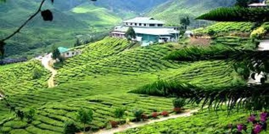 Cameron Bharat Tea Estate